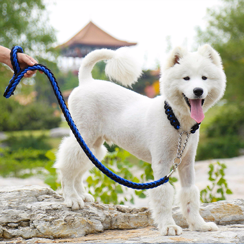 nõuandeid korrastamine sinu koer on naelad