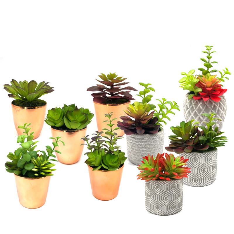 Plandaí Mini Succulent Saorga Le Maisiúchán Baile Maisiúchán Baile Gloine Tabletop