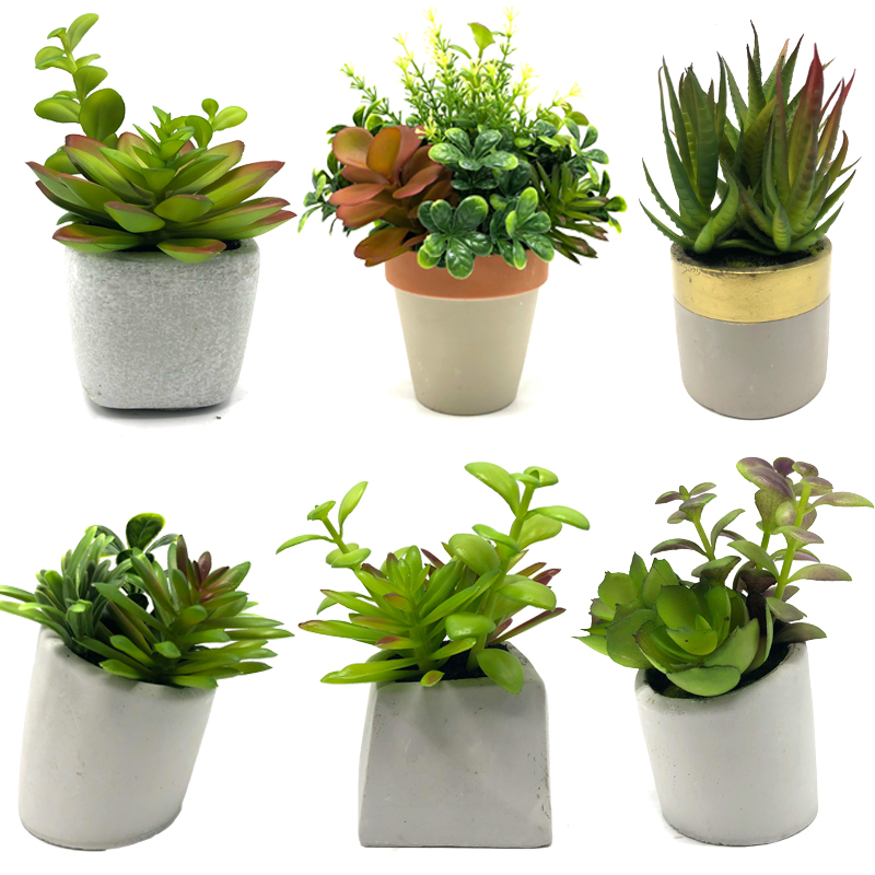 Plandaí Mini Succulent Saorga Le Maisiúchán Baile Maisiúchán Baile Gloine Tabletop