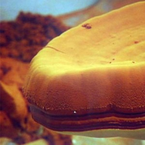 Spóir Ganoderma