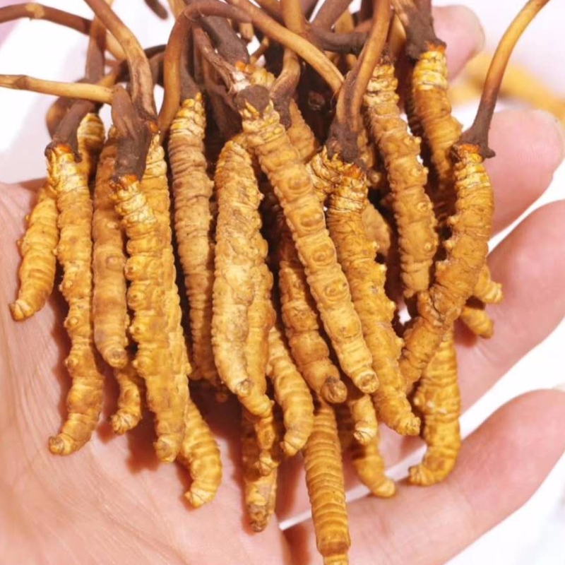 Cordyceps sinensis