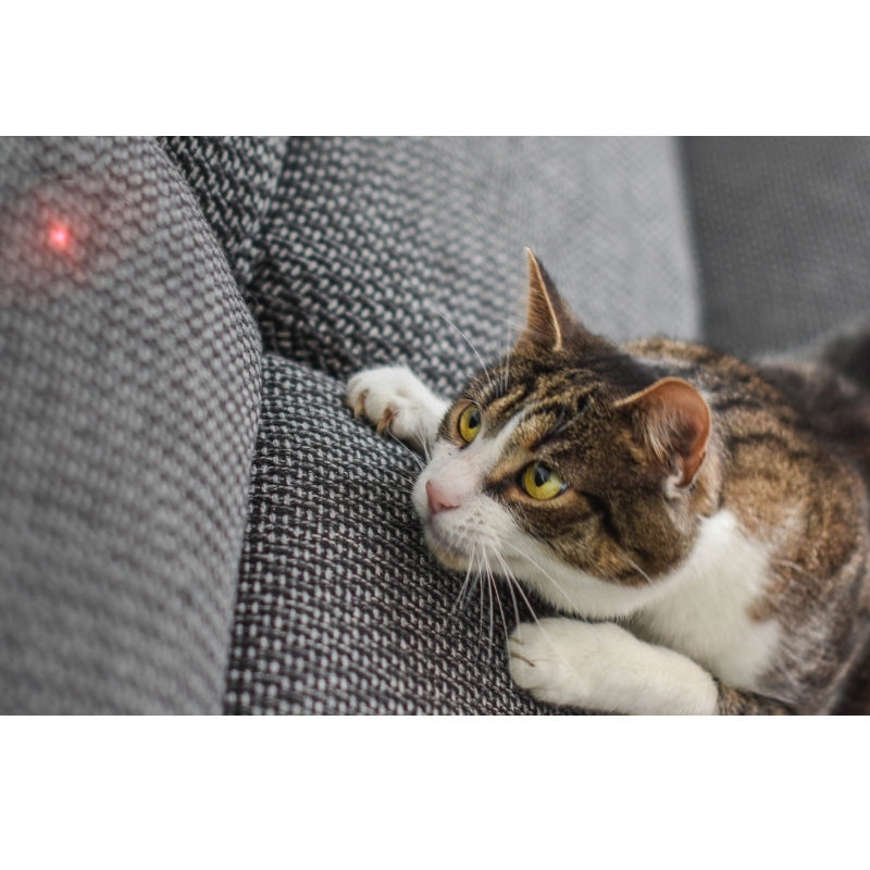 TREALAMH CAT LASER SMART