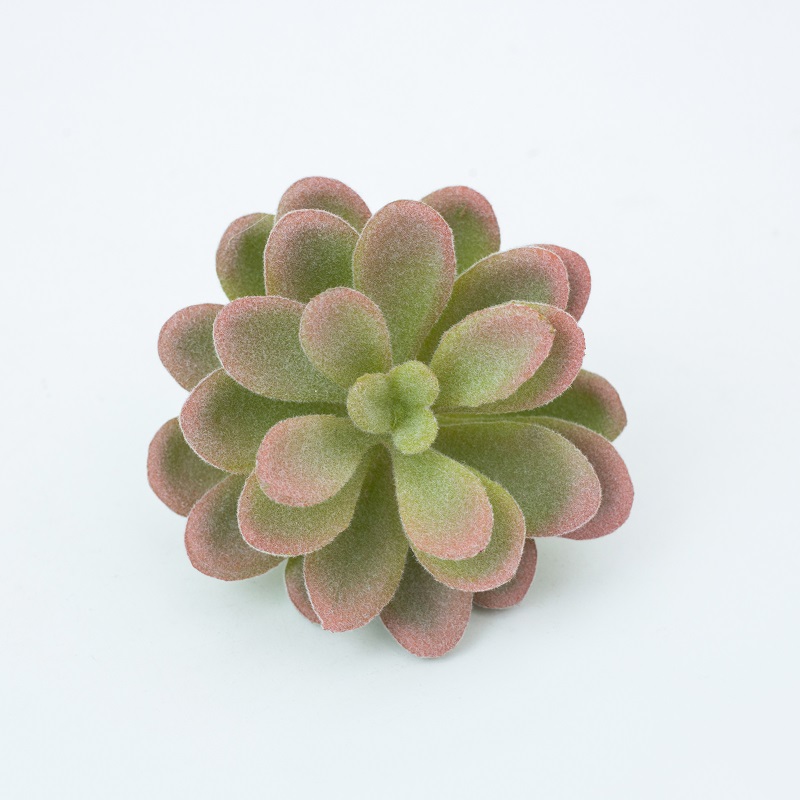 Mini Plandaí Succulent Saorga