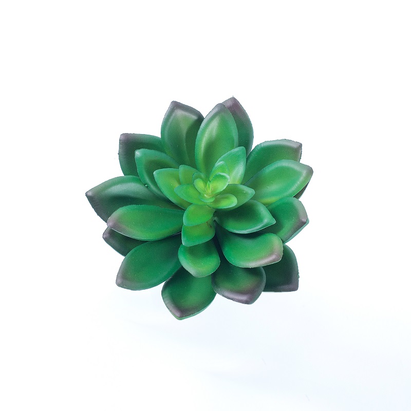 Mini Plandaí Succulent Saorga