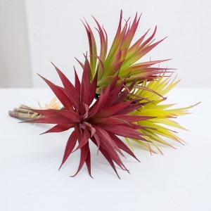 Brainse Aonair Succulent Saorga