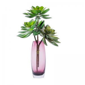 Brainse Aonair Succulent Saorga