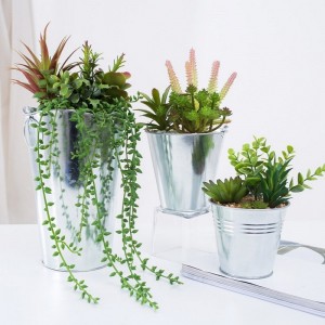 Soláthraíonn an mhonarcha go díreach succulent saorga i bpota iarainn