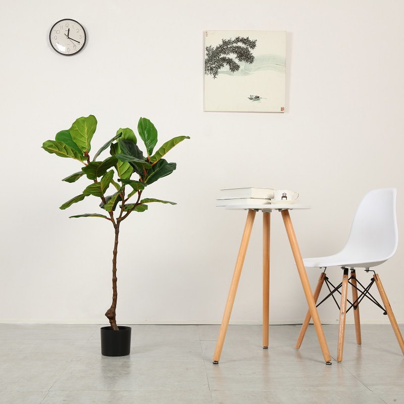 Monarcha Soláthar Díreach Ficus Saorga le POT le díol