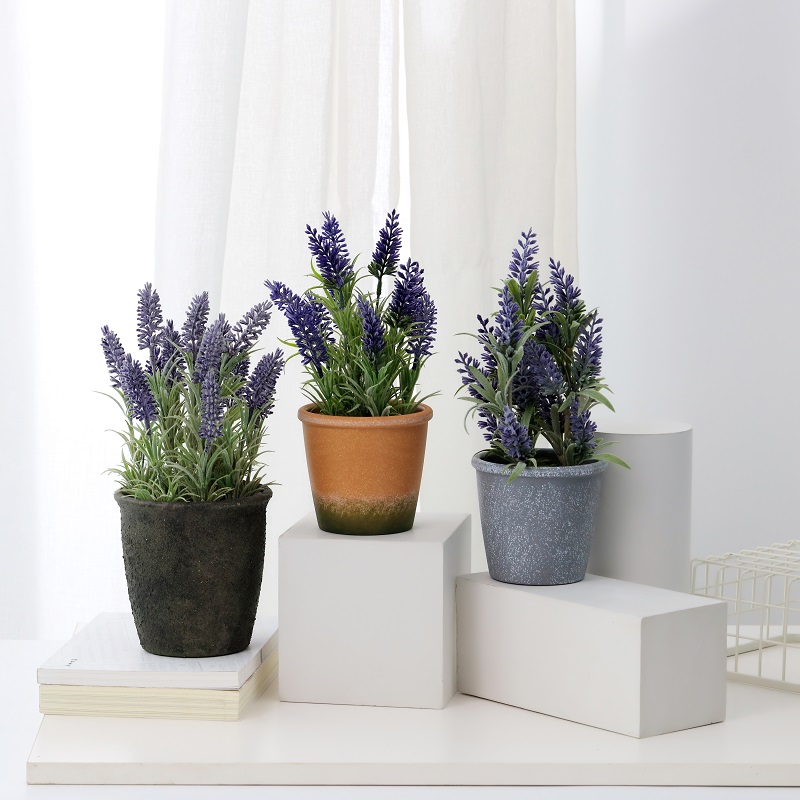 Monarcha Díolacháin Teo Soláthar Díreach Potted Lavender saorga