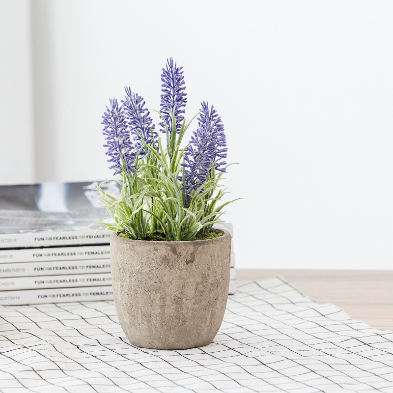 Monarcha Díolacháin Teo Soláthar Díreach Potted Lavender saorga
