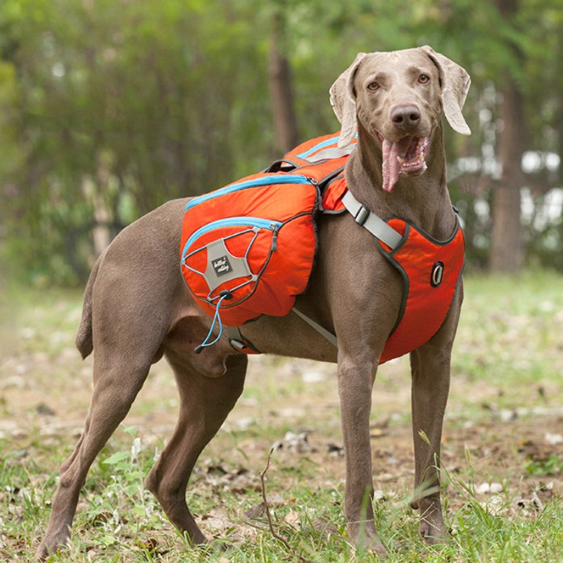 Dearadhnua dearadh machnamhach éadaí madraí le harness te Harness peataí te Coat Vest Windbreaker Jacket Madraí Geimhridh