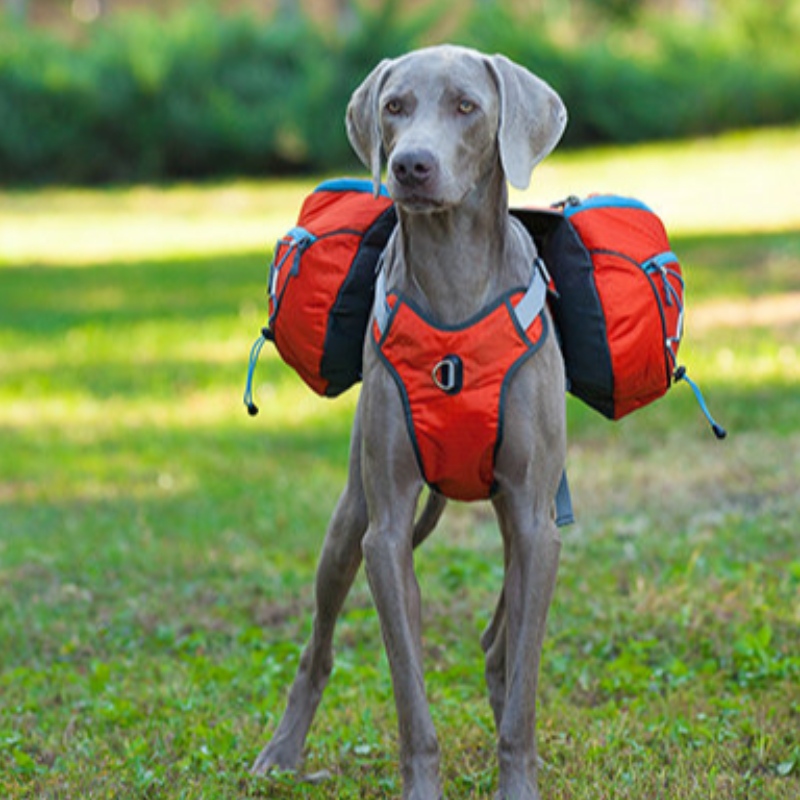 Dearadhnua dearadh machnamhach éadaí madraí le harness te Harness peataí te Coat Vest Windbreaker Jacket Madraí Geimhridh