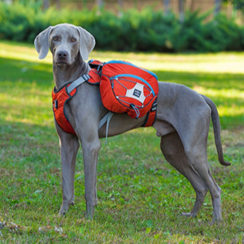 Dearadhnua dearadh machnamhach éadaí madraí le harness te Harness peataí te Coat Vest Windbreaker Jacket Madraí Geimhridh