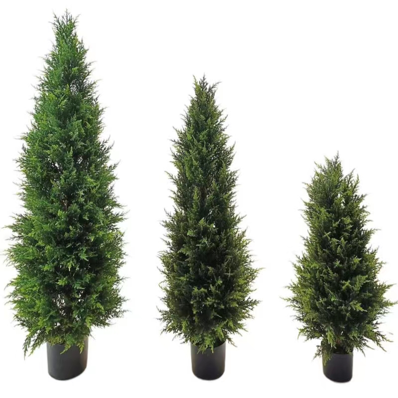 Crann Saorga Cypress