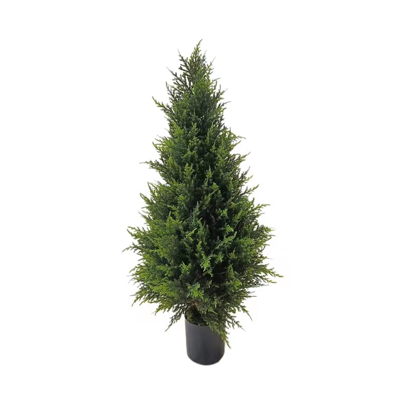 Crann Saorga Cypress