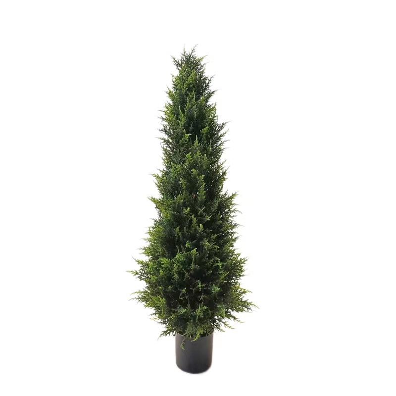 Crann Saorga Cypress