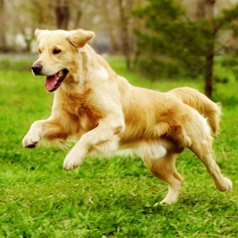 7 Ordú Riachtanacha a theastaíonn ó do mhadra a bheith ar an eolas