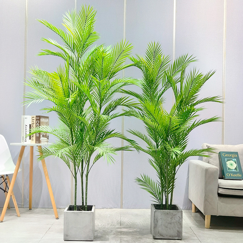 Praghas Monarcha Mórdhíola Areca Palm Dypsis Lutescens Crann Pailme Saorga Incháilithe le Potted