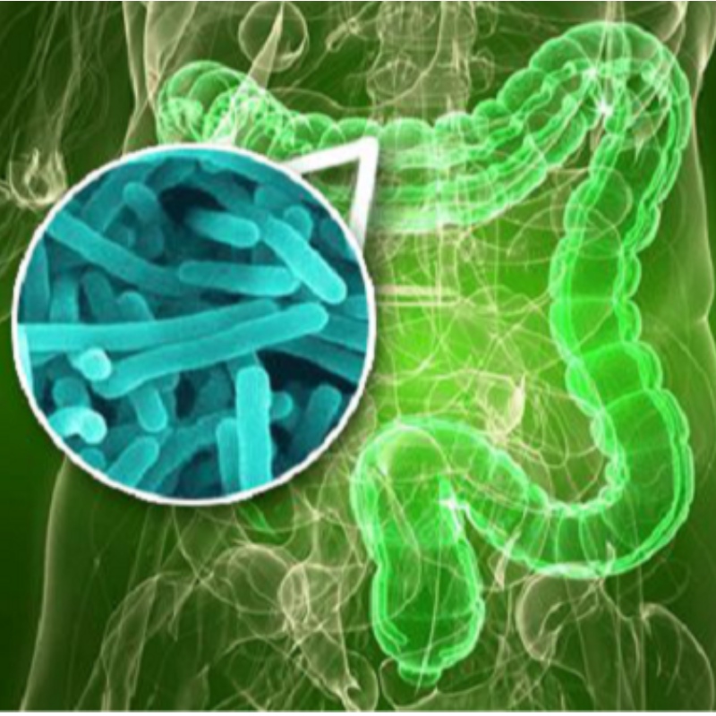 Ollscoil Yangzhou: Feabhsaíonn NMN an éagothroime flóra intestinal de bharr codlata