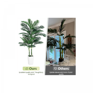 Crainn Palm Canna Órga Dhíon Saorga